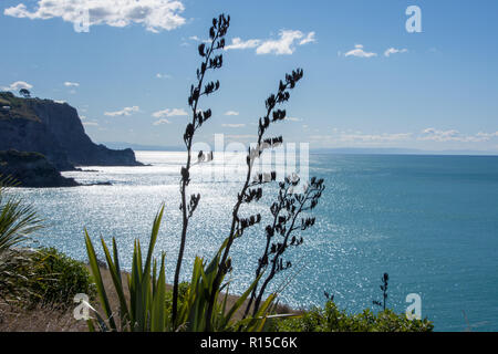 View of coast at Taylors Mistake, Christchurch, New Zealand on a sunny day with New Zealand Flax (Phormium tenax) in the foreground Stock Photo