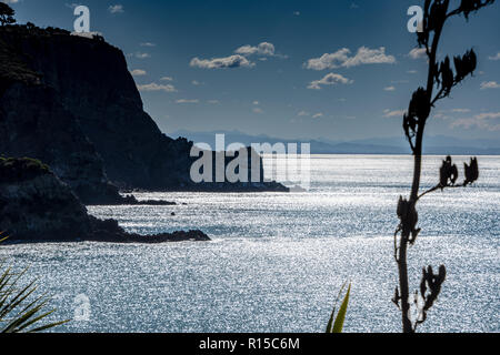 View of coast at Taylors Mistake, Christchurch, New Zealand on a sunny day with New Zealand Flax (Phormium tenax) in the foreground Stock Photo