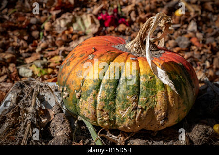 Dry and spoiled yellow pumpkin dropped on the disposal soil at the corner of the garden Stock Photo
