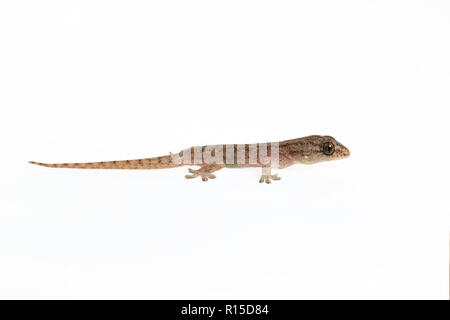 The small Comon House Gecko on white background Stock Photo