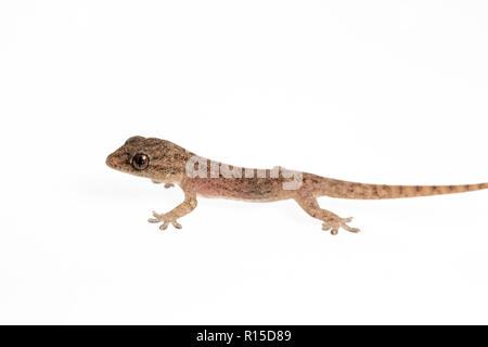 The small Comon House Gecko on white background Stock Photo