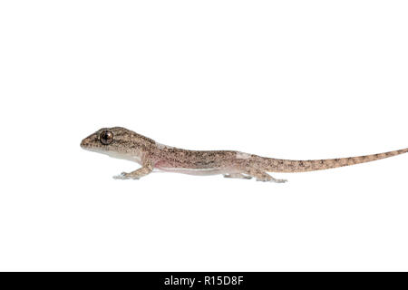 The small Comon House Gecko on white background Stock Photo
