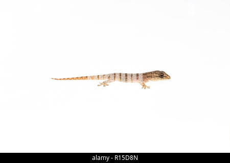 The small Comon House Gecko on white background Stock Photo