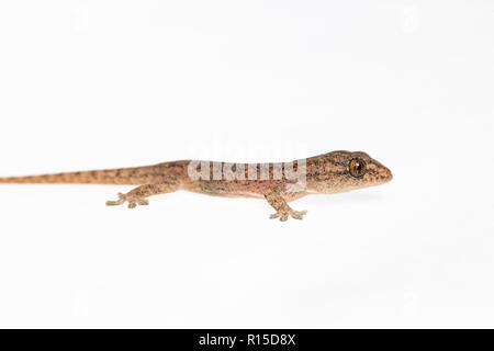 The small Comon House Gecko on white background Stock Photo