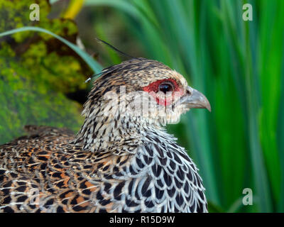 Cheer Pheasant or Wallich's Pheasant (Catreus wallichii). Hen and ...