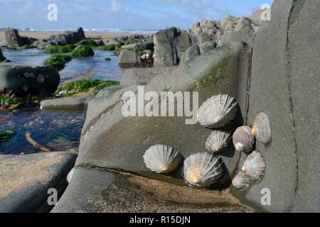 Common limpets (Patella vulgata) and a Thick or Toothed top shell (Osilinus lineatus = Phorcus lineatus) attached to intertidal rocks, Cornwall, UK. Stock Photo