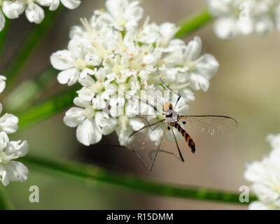 Net-winged midge (Apistomyia elegans), a rare insect whose larvae develop in clear mountain streams, feeding on streamside umbel flowers, Corsica Stock Photo