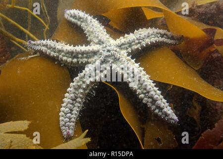 Spiny starfish (Marthasterias glacialis) among Kelp in a rock pool low on the shore, South Devon, UK, September. Stock Photo