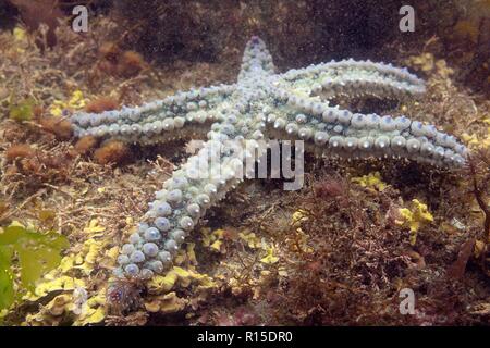 Spiny starfish (Marthasterias glacialis) on the move over a rock pool floor low on the shore, South Devon, UK, September. Stock Photo