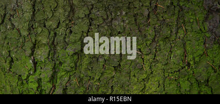 green bark spruce background texture needles moss close-up Stock Photo
