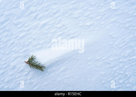 Winter background with copy space for text. Texture of frost on snow cover after blizzard. Fir tree branch with needles in snowdrift. Harsh windy weat Stock Photo