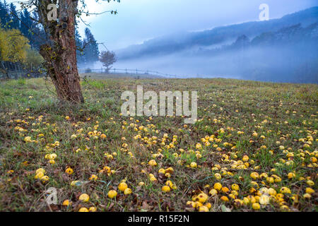 Apple tree and grass field covered with apples on a hill overlooking misty autumn landscape, Ulmen, West Eifel Volcanic Field, Rhineland, Germany Stock Photo