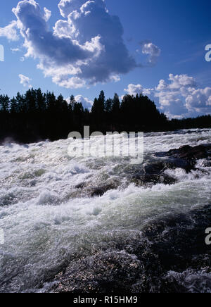 Sweden, Norrbotten, Pitealven River, View across Storforsen Rapids 25 miles north west of Alusbyn town. Expanse of fast flowing churning water with silhouetted line of coniferous trees beyond.  A fall of 80 metres at a rate of 800 000 litres per second over 4 kilometres. Stock Photo