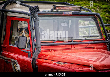 A border collie sitting in the drivving seat of an old, battered, Landrover Defender on the border between Cumbria and North Yorkshire. Stock Photo