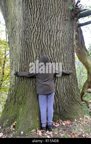 Rear view of a boy hugging a tree in Dinefwr Park woodland on his way to visit Dinefwr Castle  Llandeilo Carmarthenshire South Wales UK  KATHY DEWITT Stock Photo