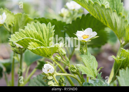 Flowering strawberry bushes at the garden in springtime. Shallow depth of field focusing on strawberry flower Stock Photo