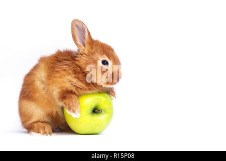 redhead little rabbit and apple Stock Photo