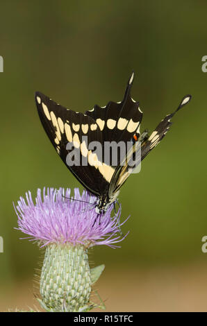 Giant Swallowtail, Heraclides cresphontes, on thistle, Cirsium sp. Stock Photo