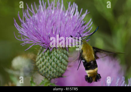 Snowberry Clearwing, Hemaris diffinis, hovering in flight and gathering nectar from thistle, Cirsium sp. Stock Photo