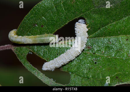 Dogwood Sawfly, Macremphytus testaceus, larvae on Roughleaf Dogwood, Cornus drummondii Stock Photo