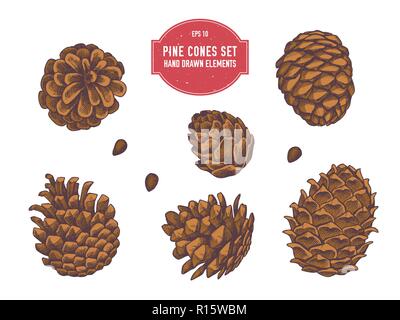 Vector collection of hand drawn pine cones Stock Vector
