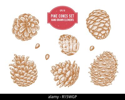 Vector collection of hand drawn pine cones Stock Vector