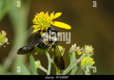 Eastern Carpenter Bee, Xylocopa virginica, foraging on yellow composite flower Stock Photo