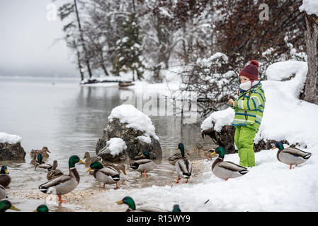 Toddler boy in warm winter suit feeding ducks by the lake on a snow covered shore. Stock Photo