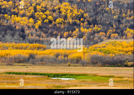 Late-autumn aspens in the Qu'Appelle Valley, Qu'Appelle Valley, Saskatchewan, Canada Stock Photo