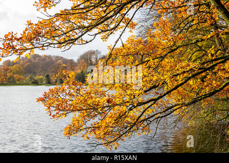 Magnificent golden and yellow autumn backlit leaves on tree branches over lake Stock Photo