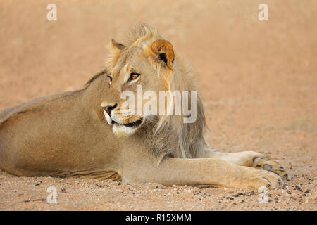 Portrait of a young male African lion (Panthera leo), Kalahari desert, South Africa Stock Photo