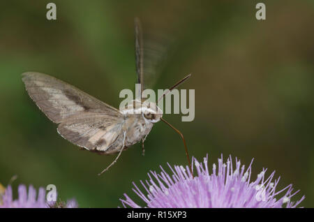 White-lined Sphinx, Hyles lineata, in flight and hovering over thistle, Cirsium sp., and gathering nectar Stock Photo