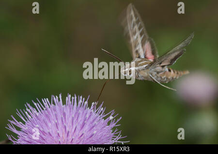 White-lined Sphinx, Hyles lineata, in flight and hovering over thistle, Cirsium sp., and gathering nectar Stock Photo