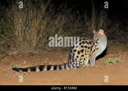 Large-spotted genet (Genetta tigrina) in natural habitat, South Africa Stock Photo