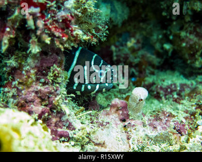 Zebra Moray Eel hiding in coral reef - Kapalai, Borneo, Sabah, Malaysia Stock Photo