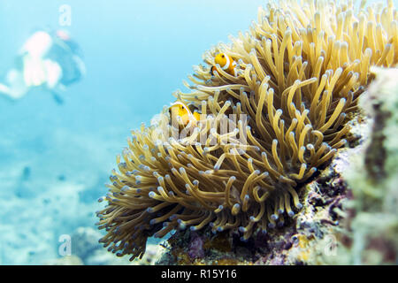 Clownfish (anemonefish) - Perhentian Islands, Malaysia Stock Photo