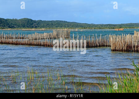 Traditional Tsonga fish traps built in the Kosi Bay estuary, Tongaland, South Africa Stock Photo