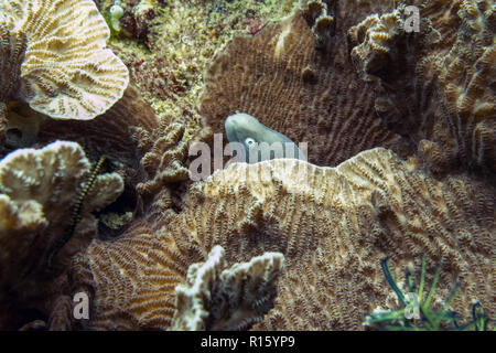 Shy Moray Eel in Coral Reef - Borneo, Malaysia Stock Photo