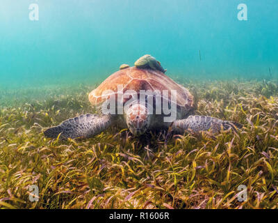 Green Sea Turtle Eating Grass with Remora on Shell - Akumal, Mexico Stock Photo