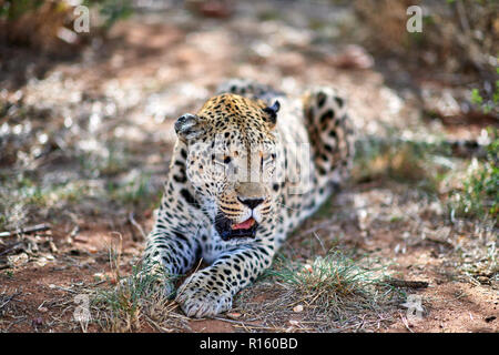 Leopard after a meal in Namibia Stock Photo