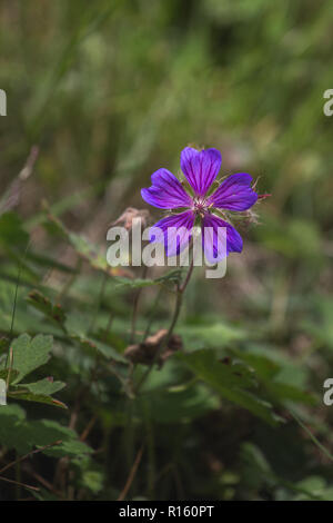 Geranium gymnocaulon flowers in the Caucasus mountains. Alpine Stock Photo