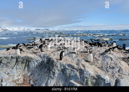 Adelie penguins on beach Stock Photo