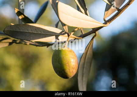 Single green olive on a branch from the South of France, representing fresh, organic produce ideal for premium olive oil production, local produce Stock Photo
