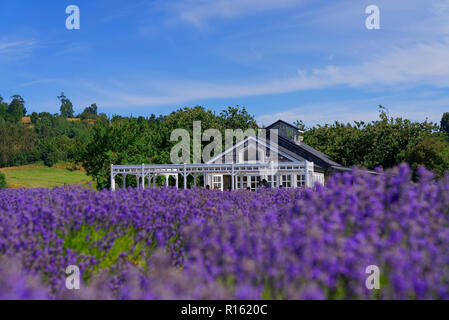 Aerial view of lavender tea house in Frutillar, Lakes Region, Southern Chile Stock Photo