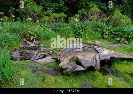 Bone remains of a Sei Whale, found on a coast of the Gulf of Penas in Patagonia, southern Chile Stock Photo