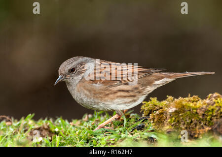 Dunnock (Prunella modularis), Looking for food in the field Stock Photo