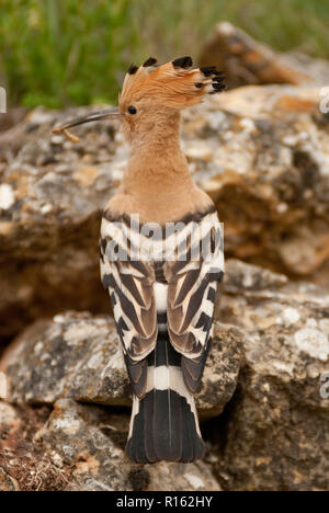 Eurasia Hoopoe or Common Hoopoe (Upupa epops), perched on the rocks, entrance to the nest Stock Photo
