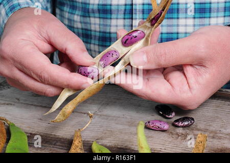 Phaseolus coccineus.  Dried runner bean seed 'Scarlet Emperor' are removed from their pods for saving, UK Stock Photo