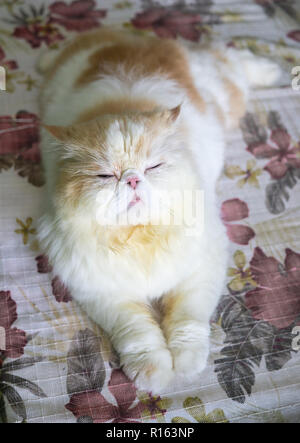 White brown sleepy persian cat on the bed Stock Photo