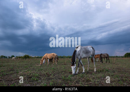 Horses ona pasture in North Pantanal, Brazil Stock Photo